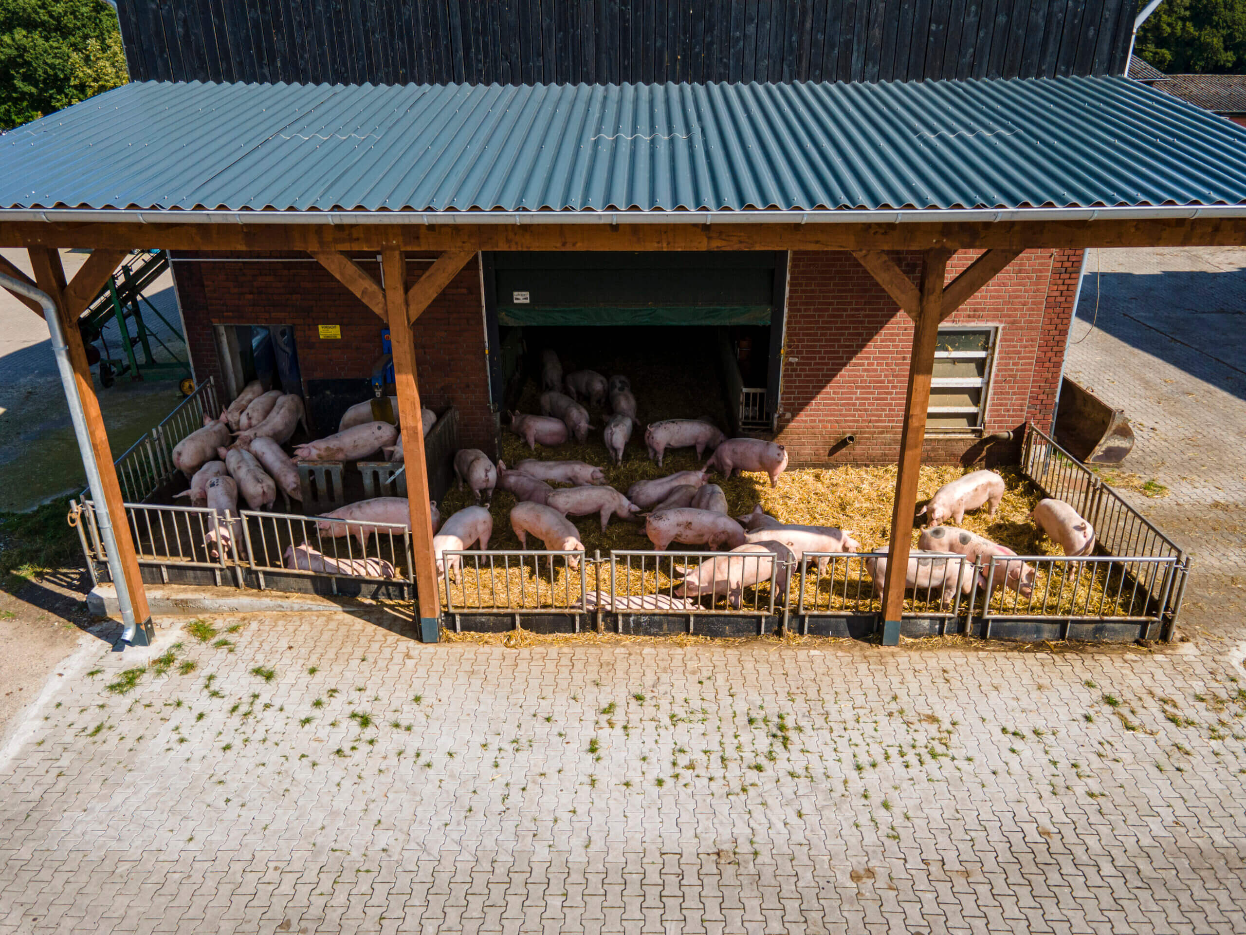 Premium Food Group Tierhaltung – Schweinzucht