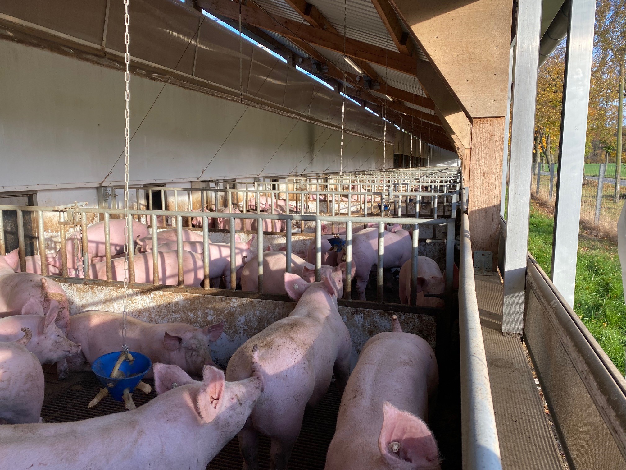 Schweine_Zucht_PFG