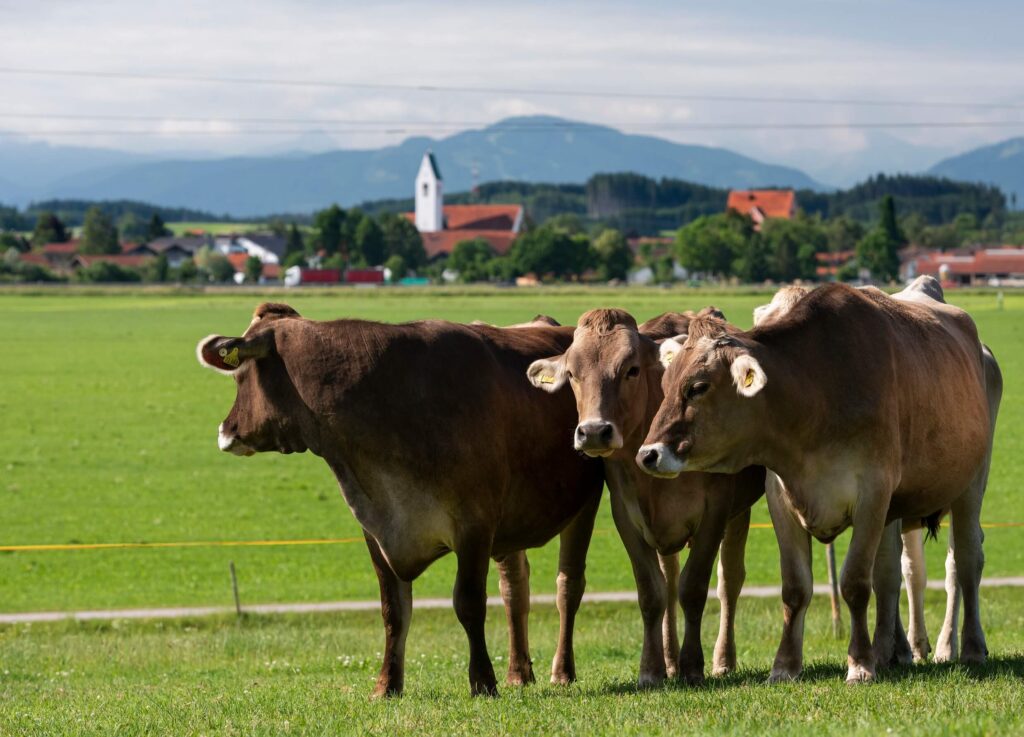 Premium Food Group – Rind